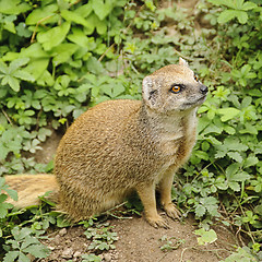 Image showing Banded mongoose