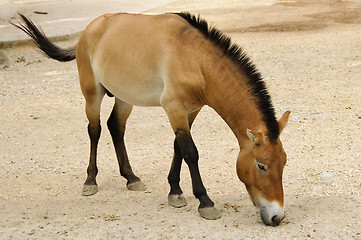 Image showing Przewalski horse in captivity