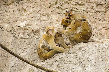 Image showing Barbary macaques family