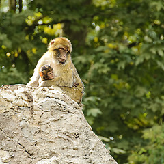 Image showing Barbary macaques mother and son