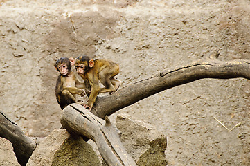 Image showing Baby macaques playing