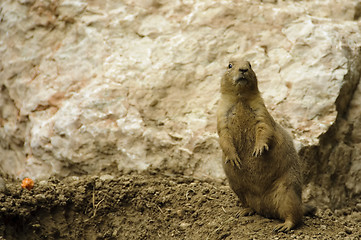 Image showing Standing black-tailed prairie dog