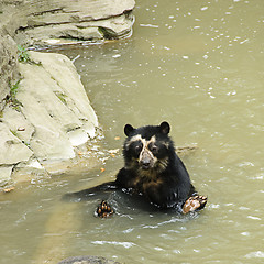Image showing Spectacled bear bathing