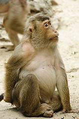 Image showing Female macaque