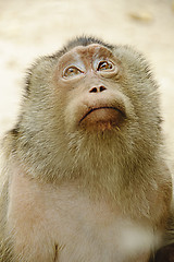 Image showing Sad monkey