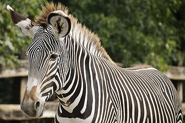 Image showing Imperial zebra