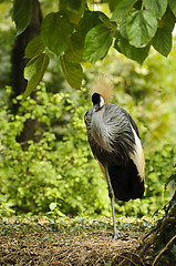 Image showing Grey crowned crane