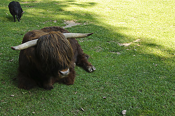 Image showing Highland cow