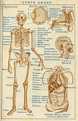 Image showing Human body