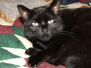 Image showing Black cat