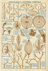 Image showing Plants