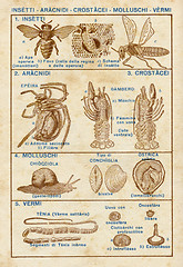 Image showing insects