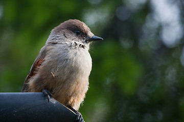 Image showing Siberian jay