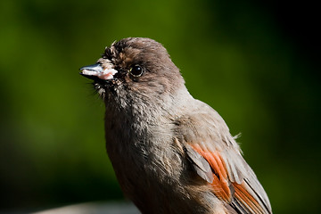 Image showing Siberian jay