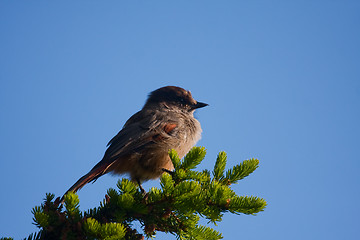 Image showing Siberian jay in spruce