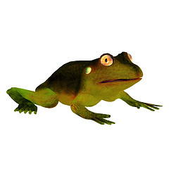 Image showing Frog