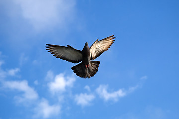 Image showing Pigeon