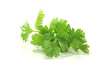 Image showing Coriander