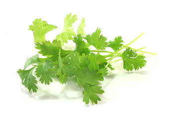 Image showing Coriander