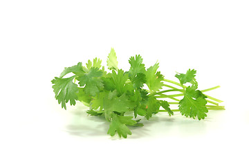 Image showing Coriander