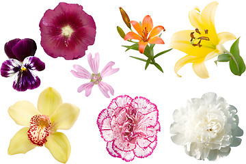 Image showing different colored flowers
