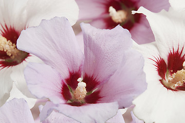 Image showing white and purple flowers