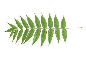 Image showing front view of green leafs