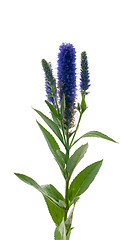 Image showing Veronica flowering spikes