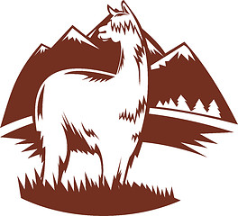 Image showing suri alpaca with mountains 
