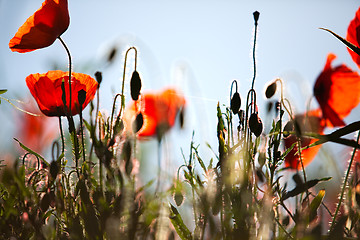 Image showing Corn Poppy Flowers Papaver rhoeas