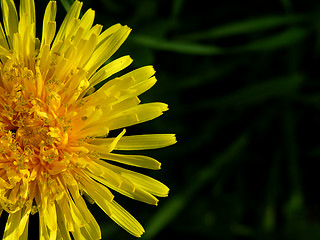 Image showing Dandelion