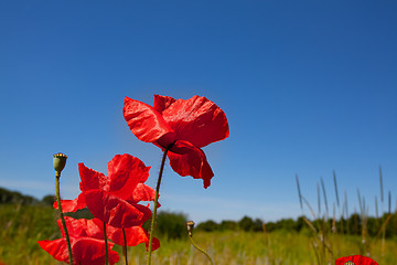 Image showing Corn Poppy Flowers Papaver rhoeas