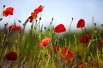 Image showing Corn Poppy Flowers Papaver rhoeas