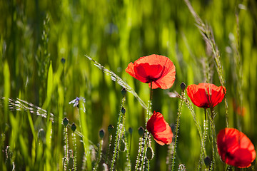 Image showing Corn Poppy Flowers Papaver rhoeas