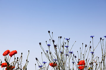 Image showing Corn Poppy Flowers Papaver rhoeas