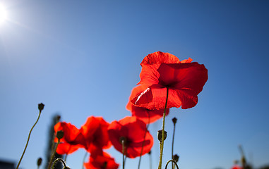 Image showing Corn Poppy Flowers Papaver rhoeas