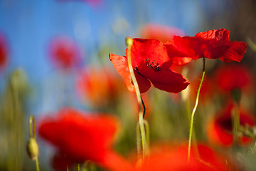 Image showing Corn Poppy Flowers Papaver rhoeas