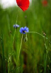 Image showing Corn Poppy Flowers Papaver rhoeas