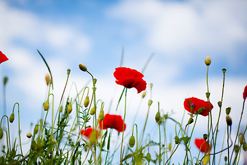 Image showing Corn Poppy Flowers Papaver rhoeas