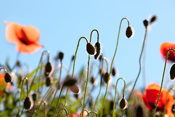 Image showing Corn Poppy Flowers Papaver rhoeas