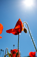 Image showing Corn Poppy Flowers Papaver rhoeas