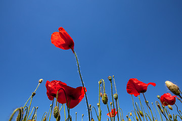 Image showing Corn Poppy Flowers Papaver rhoeas