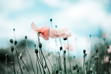 Image showing Corn Poppy Flowers Papaver rhoeas