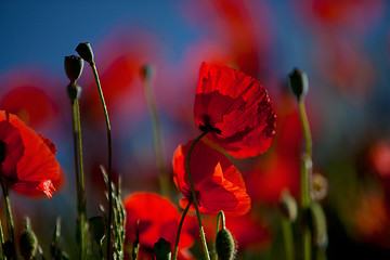 Image showing Corn Poppy Flowers Papaver rhoeas