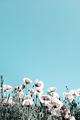 Image showing Corn Poppy Flowers Papaver rhoeas