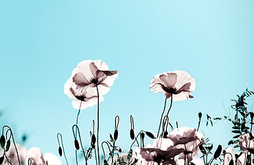 Image showing Corn Poppy Flowers Papaver rhoeas