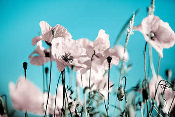 Image showing Corn Poppy Flowers Papaver rhoeas