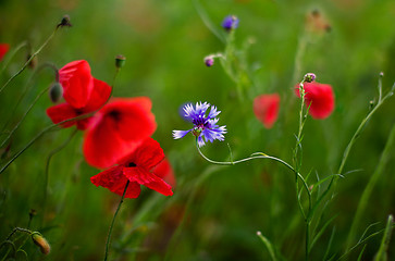 Image showing Corn Poppy Flowers Papaver rhoeas