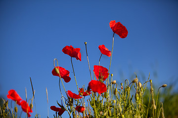 Image showing Corn Poppy Flowers Papaver rhoeas