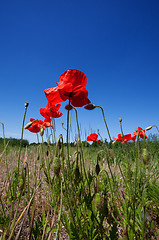 Image showing Corn Poppy Flowers Papaver rhoeas